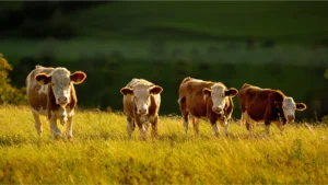 Diversification, Evergreen Rural