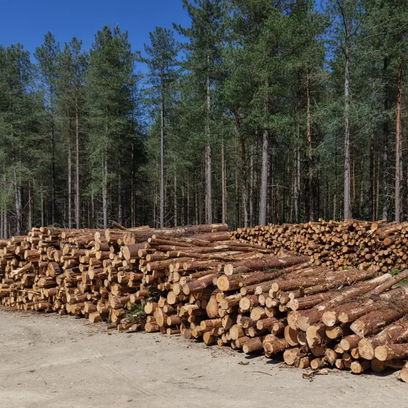 forestry