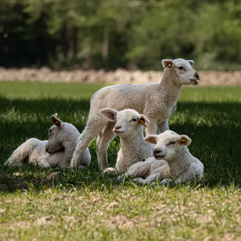 lambs