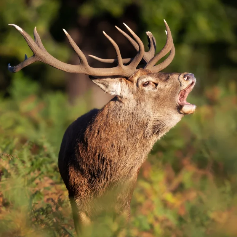 red-deer-stag